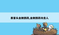 黑客头金刚鹦鹉,金刚鹦鹉攻击人